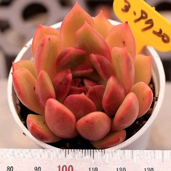 Echeveria Black Queen Hybrid