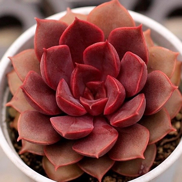 Echeveria Mina