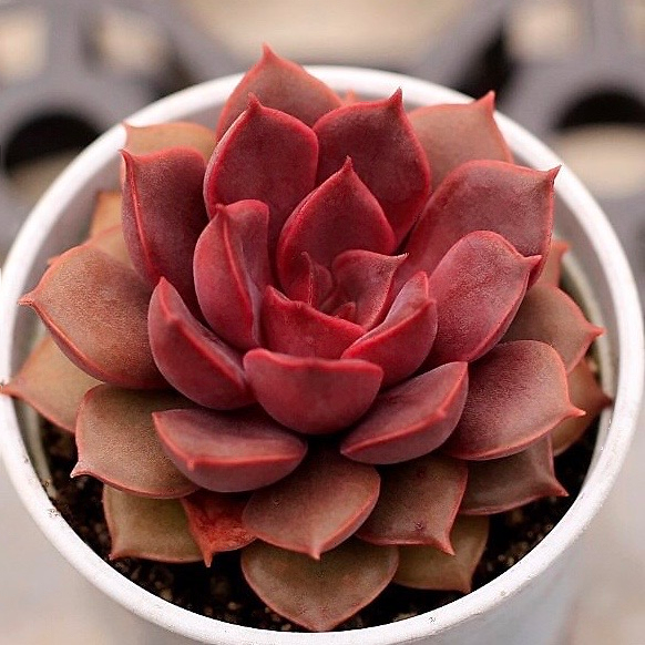 Echeveria Mina