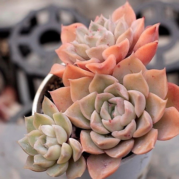 Echeveria Hughmillus Sp.