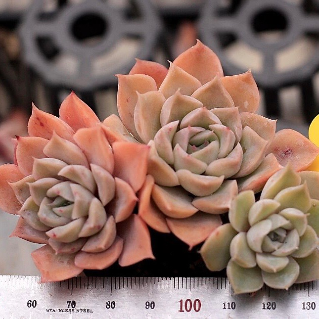 Echeveria Hughmillus Sp.