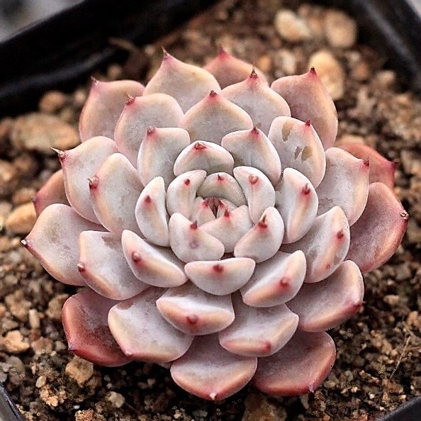 Echeveria Pink Zaragosa