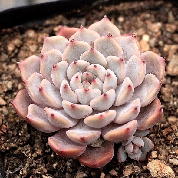 Echeveria Pink Zaragosa