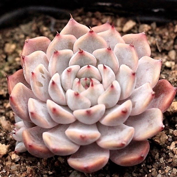 Echeveria Pink Zaragosa