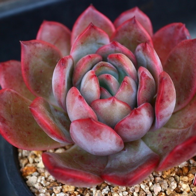 Echeveria Glam Pink