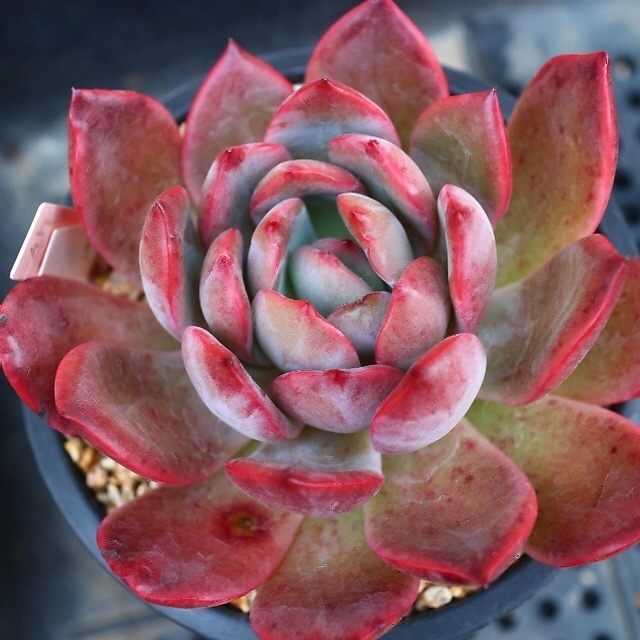 Echeveria Glam Pink
