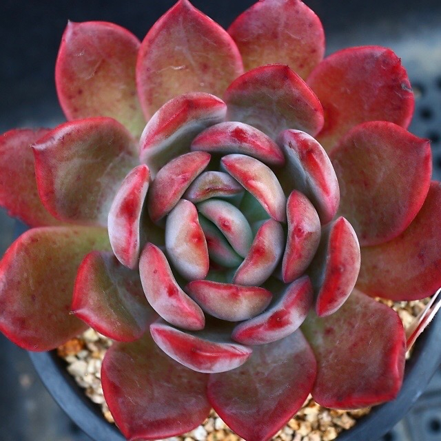 Echeveria Glam Pink