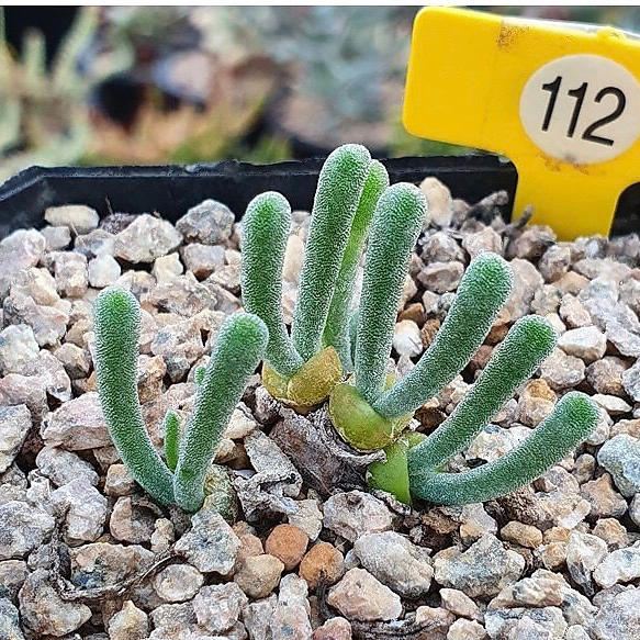 Monilaria Moniliforme