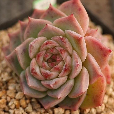 Echeveria Red Velvet