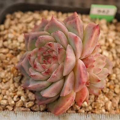 Echeveria Red Velvet