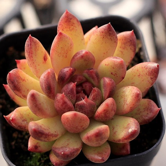 Echeveria Black Queen Hybrid