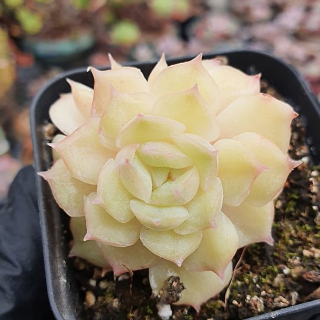 Echeveria Onslow, Variegata
