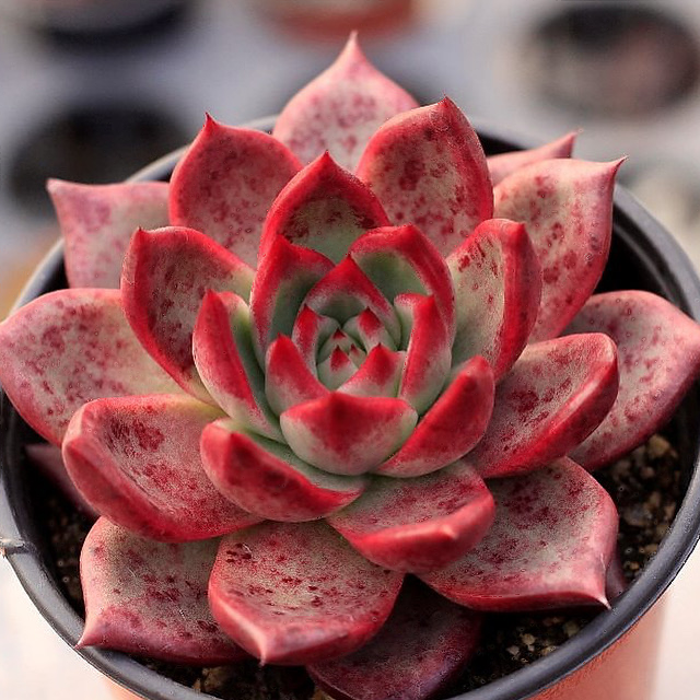Echeveria Red Plum