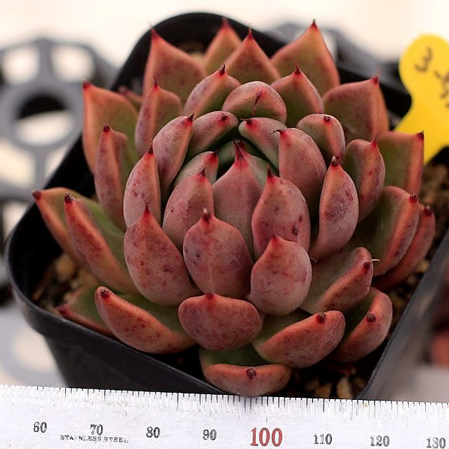 Echeveria Golden Bear