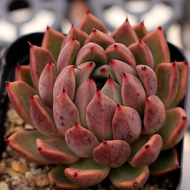 Echeveria Golden Bear