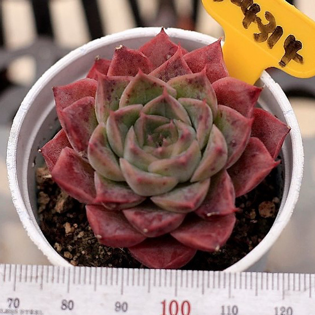 Echeveria Spicy Lara