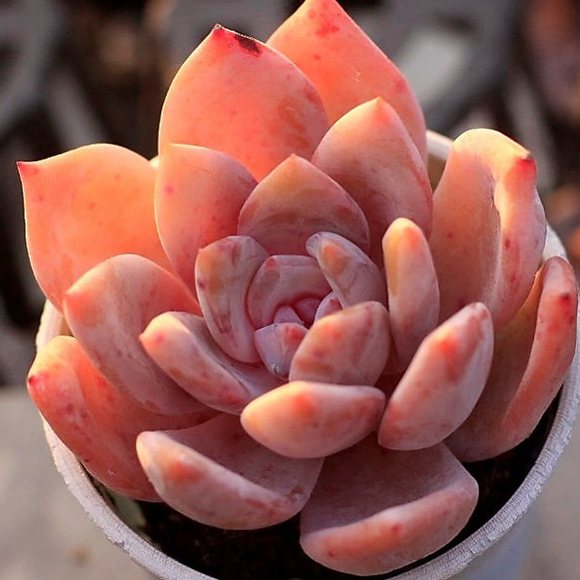 Echeveria Sp.