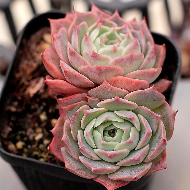 Echeveria Gold Light
