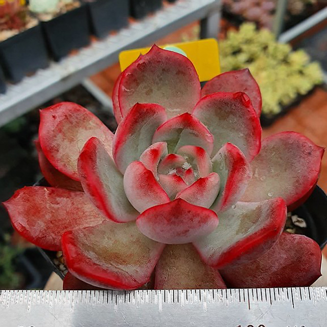 Echeveria Glam Pink