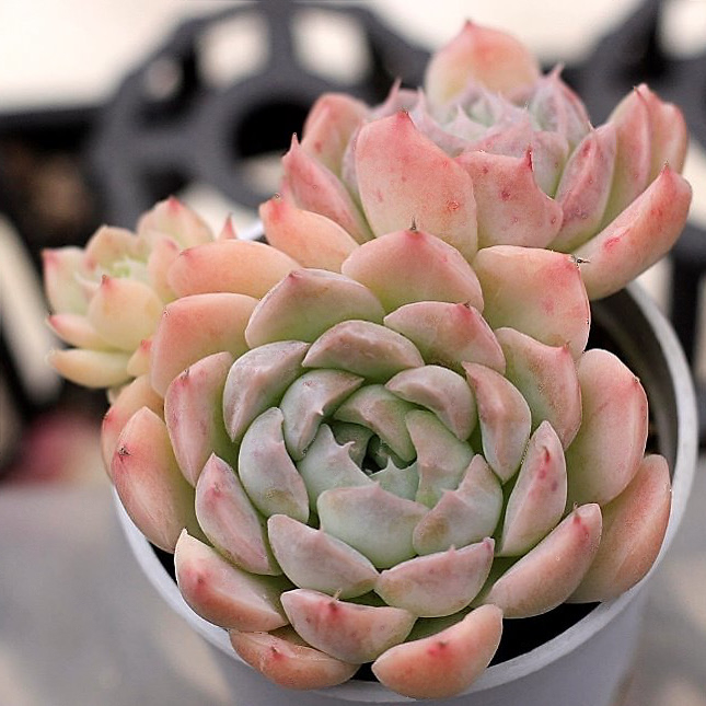 Echeveria Sp.