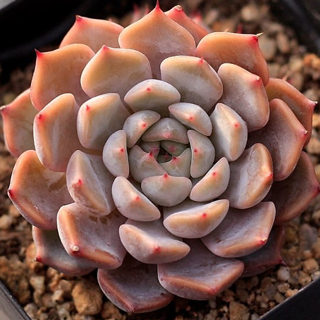 Echeveria Pink Zaragosa