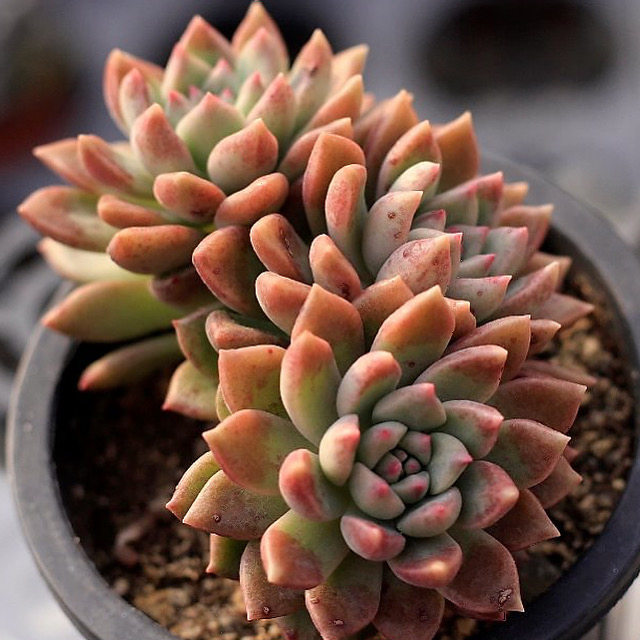 Echeveria Melody
