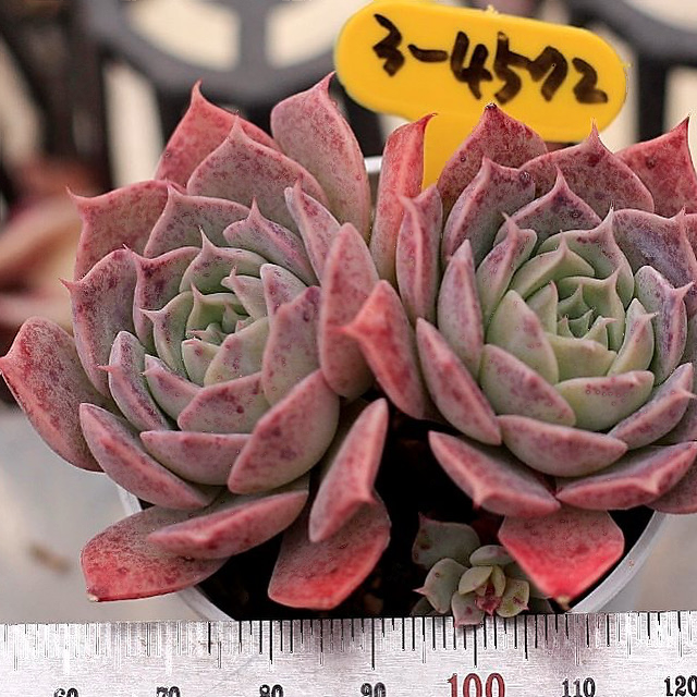 Echeveria Gold Light Sp.