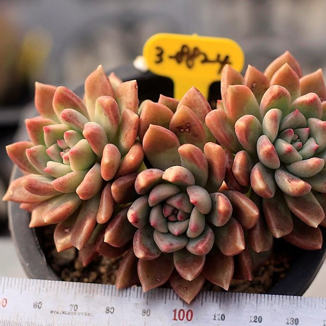 Echeveria Melody