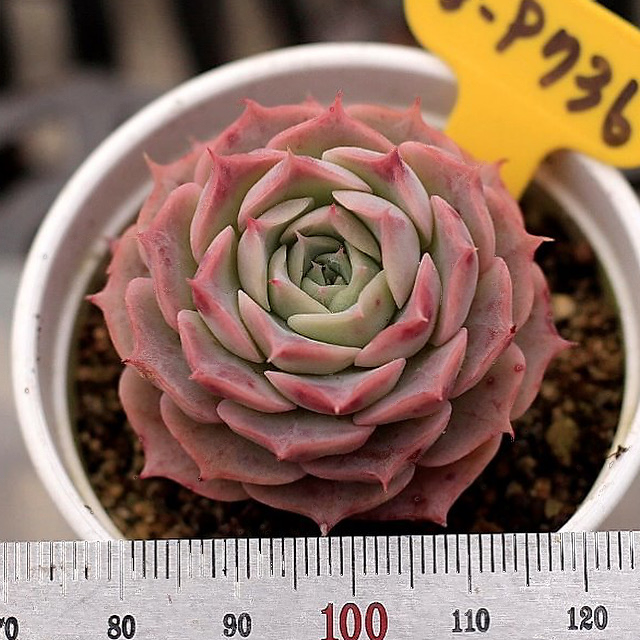 Echeveria Gold Light