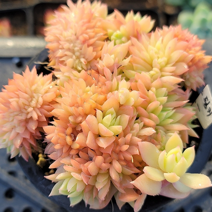 Echeveria Pansy, Cristata