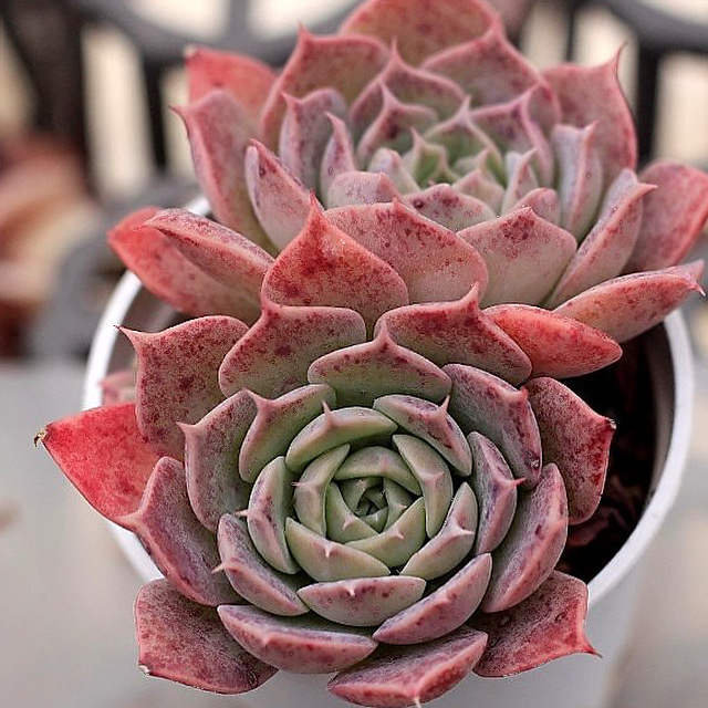 Echeveria Gold Light Sp.