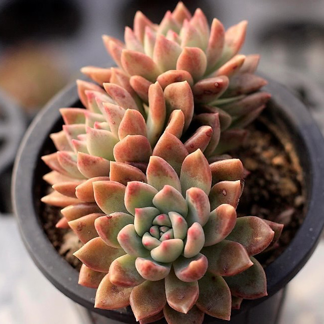 Echeveria Melody