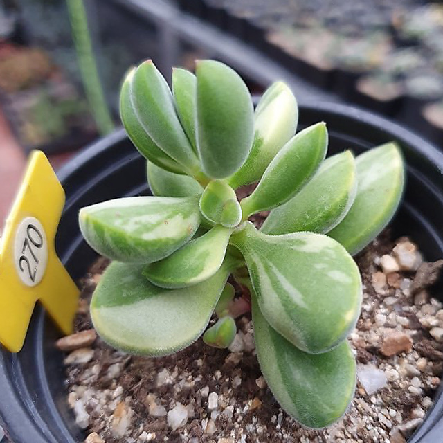 Crassula Rogersii, Variegata
