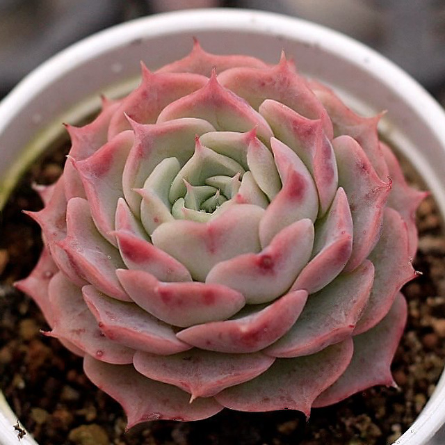 Echeveria Gold Light