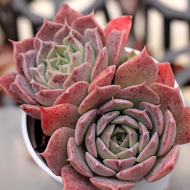 Echeveria Gold Light Sp.