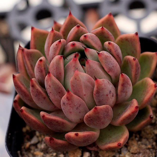 Echeveria Golden Bear