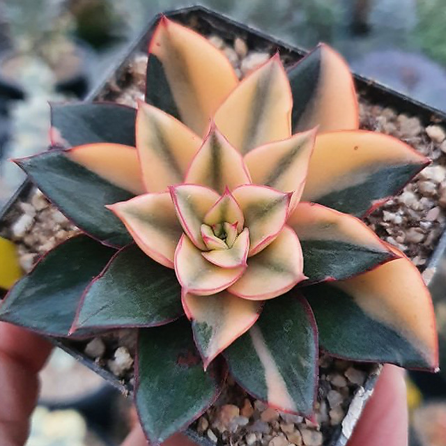 Echeveria Monocerotis, Variegata