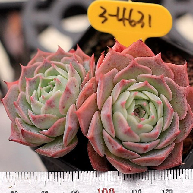 Echeveria Gold Light