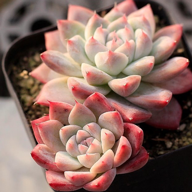 Echeveria Alba Beauty