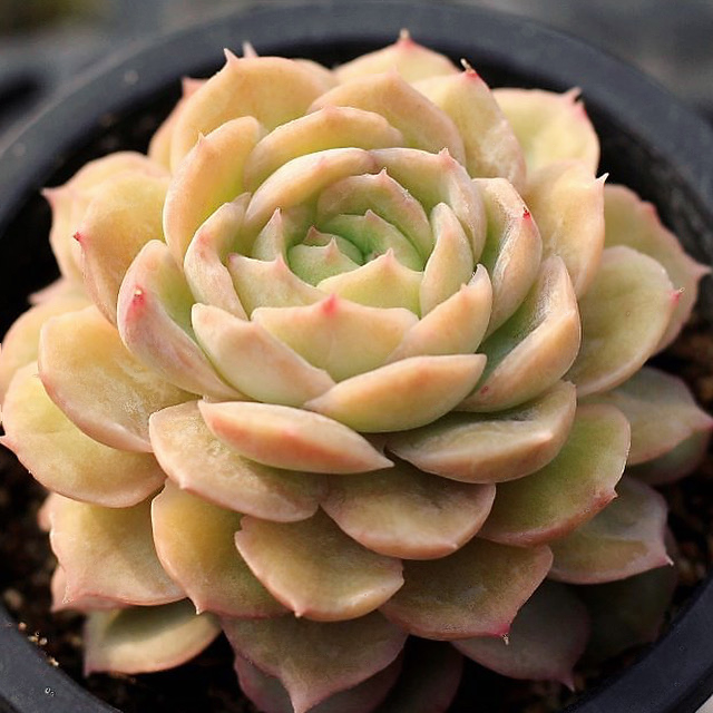 Echeveria Onslow