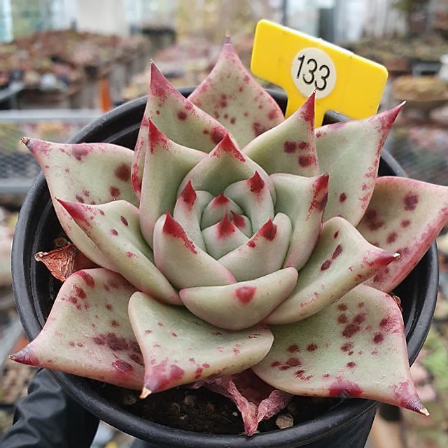 Echeveria Agavoides Leopard