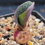 Massonia Pustulate