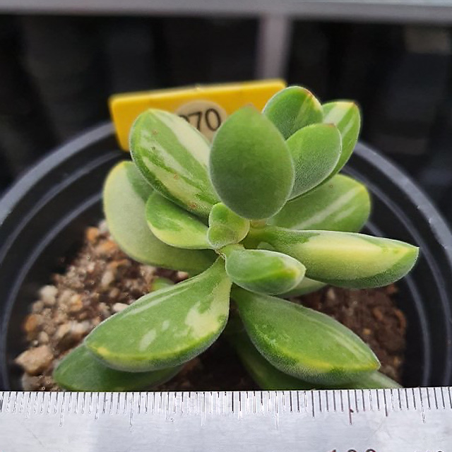 Crassula Rogersii, Variegata