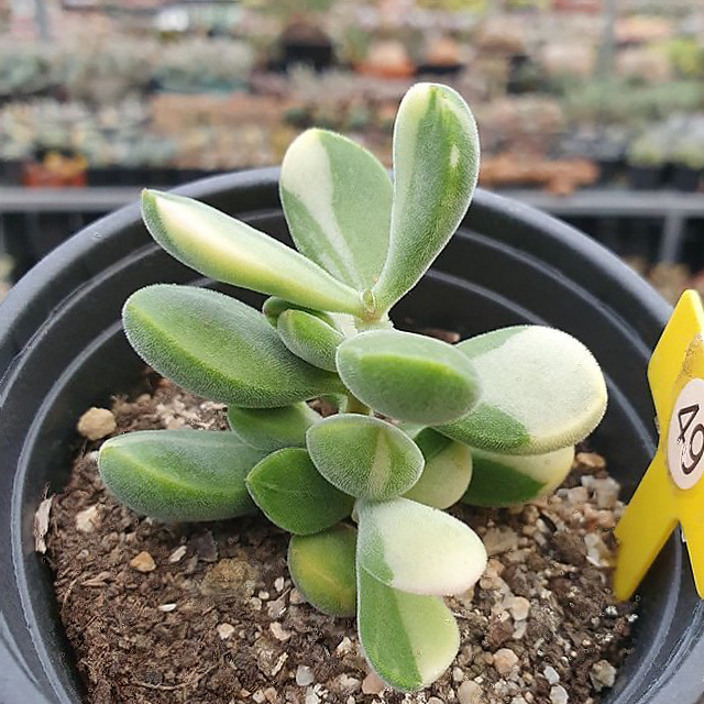 Crassula Rogersii, Variegata