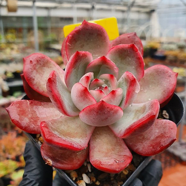 pink succulent echeveria Echeveria Glam Pink