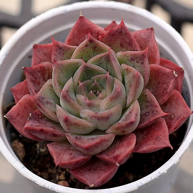 Echeveria Spicy Lara