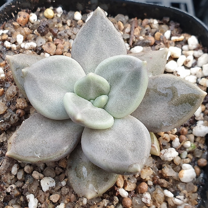 Echeveria Xichuensis