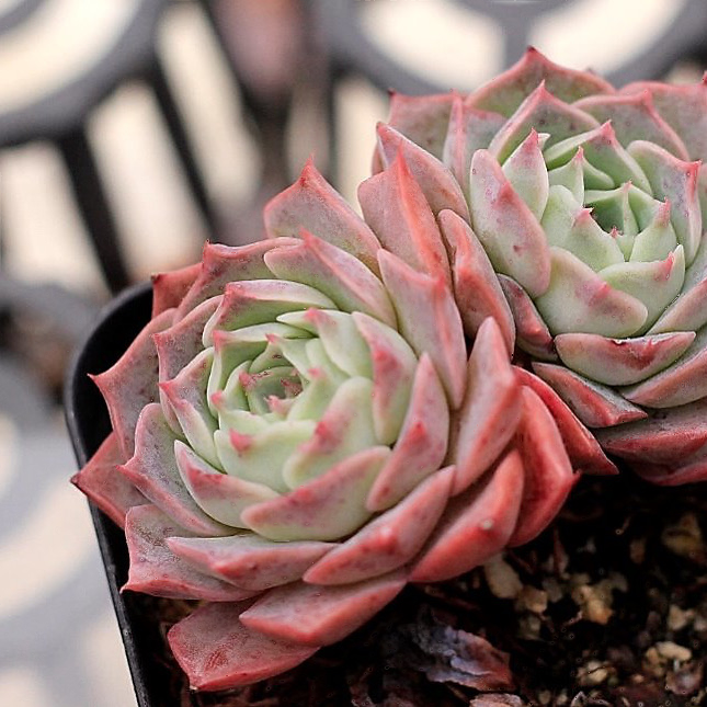 Echeveria Gold Light