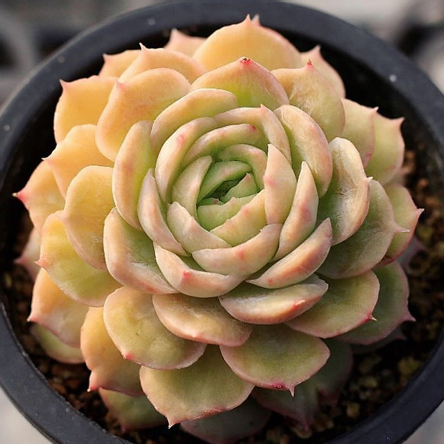 Echeveria Onslow