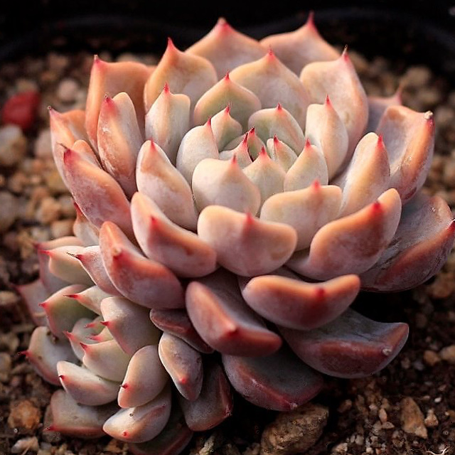 Echeveria Pink Zaragosa